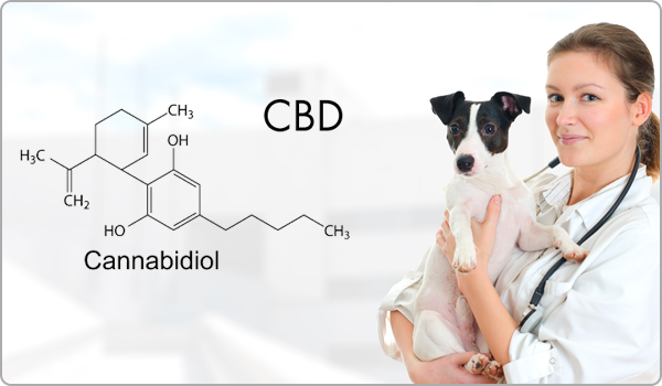 CBD kapi za pse