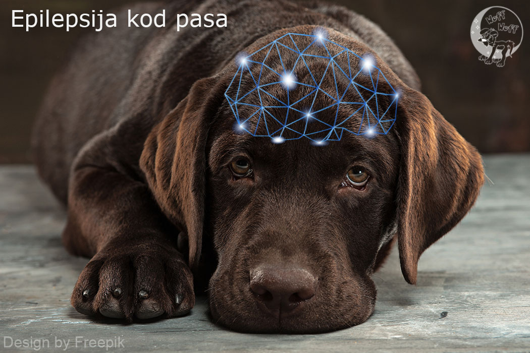 Epilepsija kod pasa
