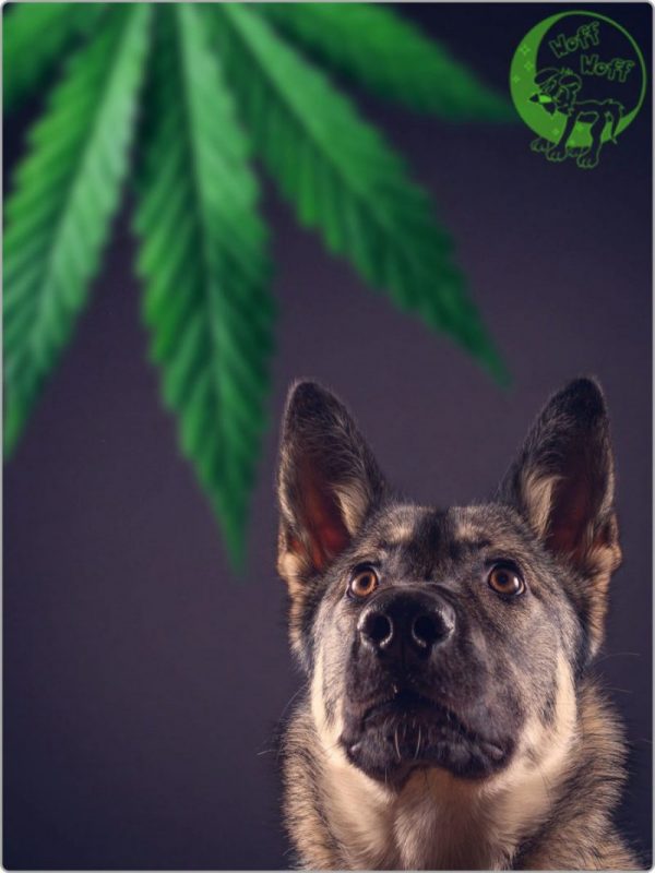 cbd ulje imunoloski sustav