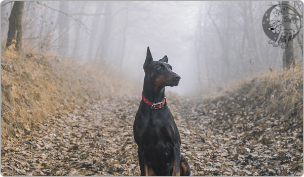 Doberman Pinscher