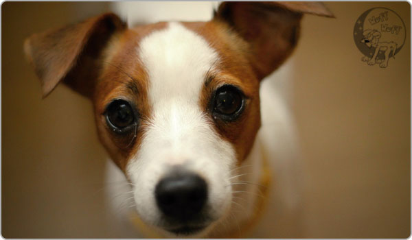 Jack Russell Terier