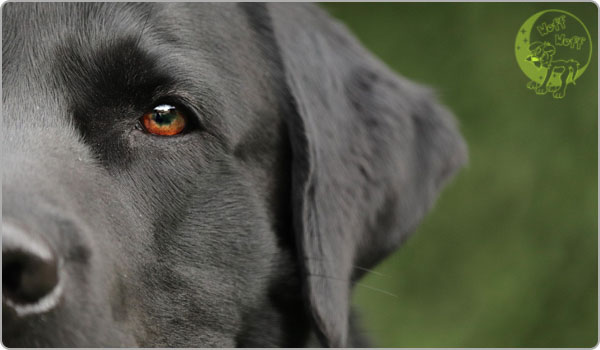 Labrador
