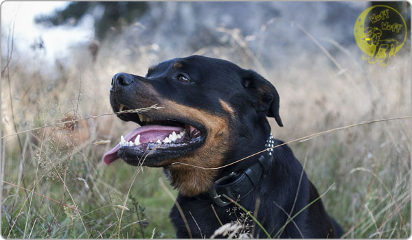 Rottweiler
